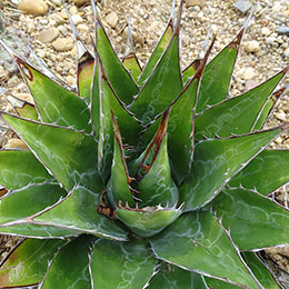 Agave, Mountain